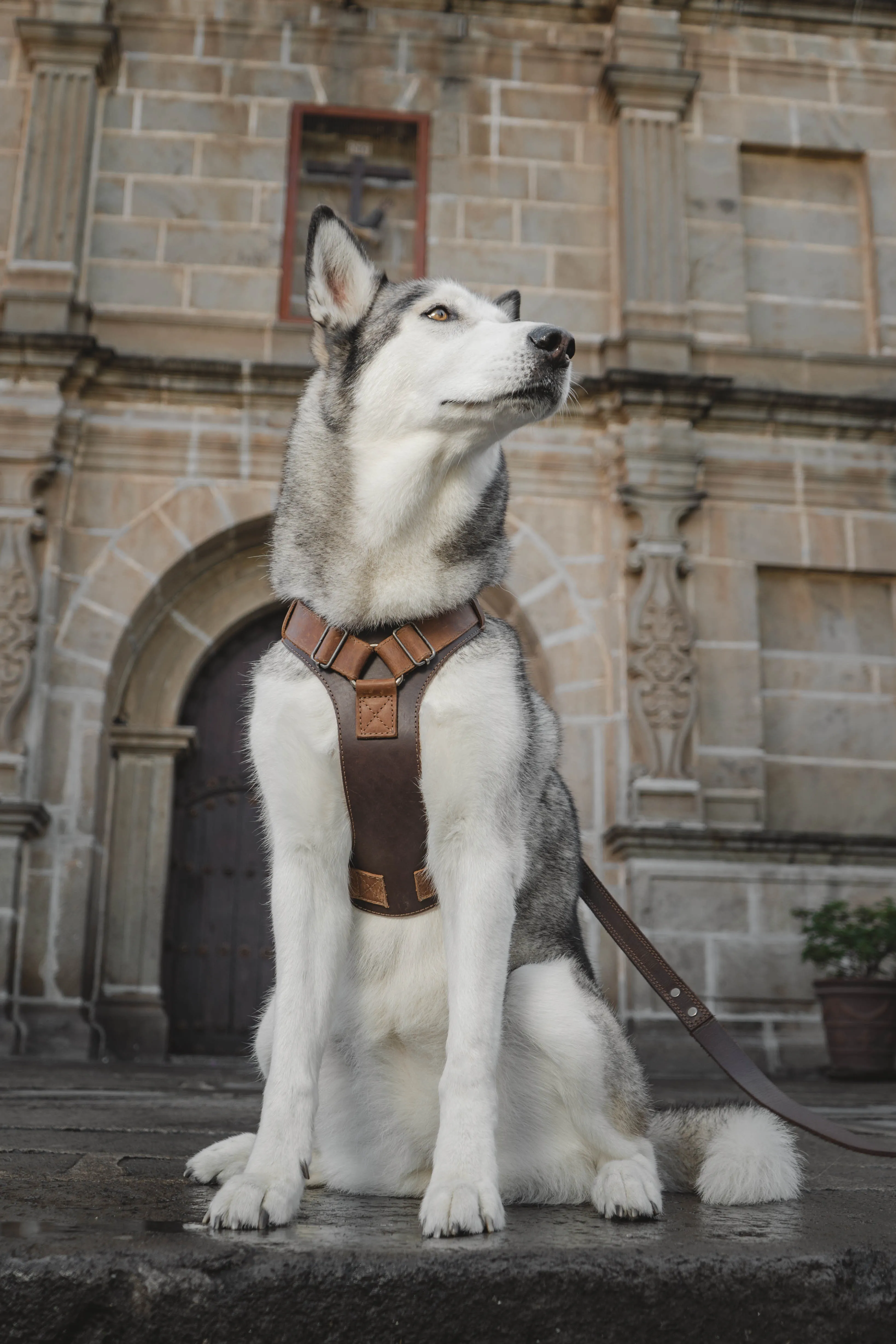 Dog Harness